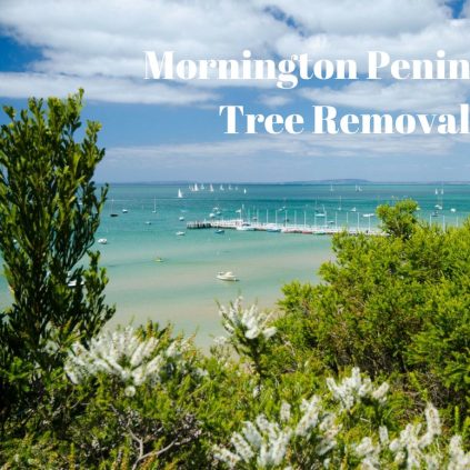 arborist mornington peninsula