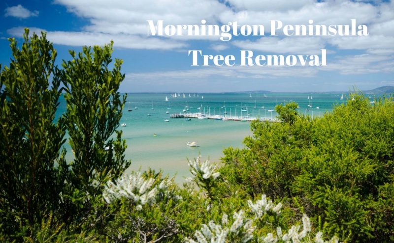 arborist mornington peninsula