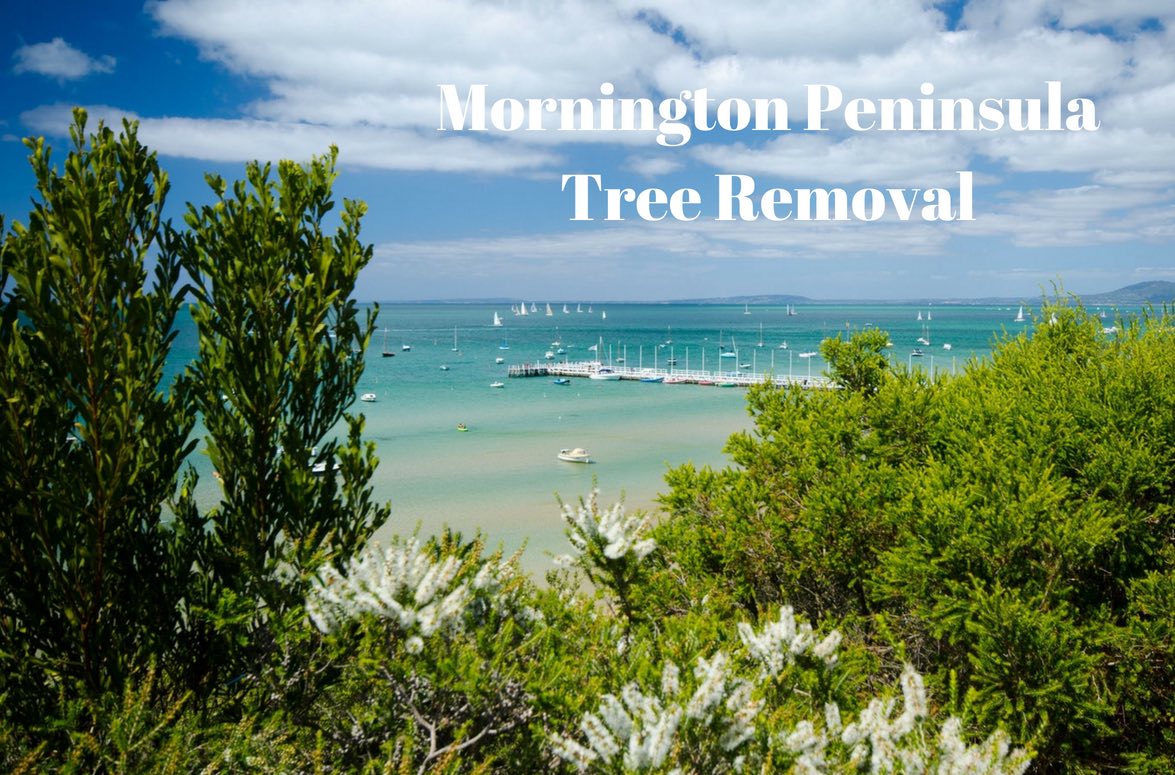 arborist mornington peninsula