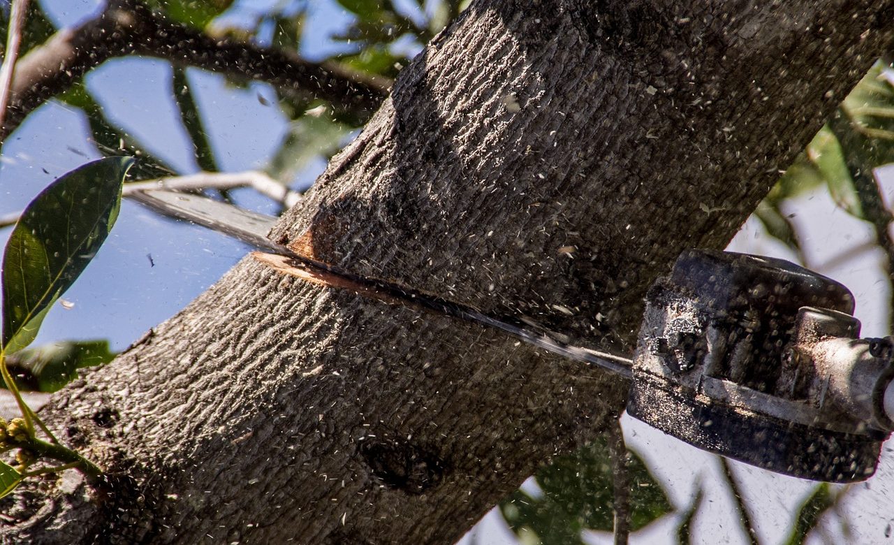 chainsaw-434331_1280