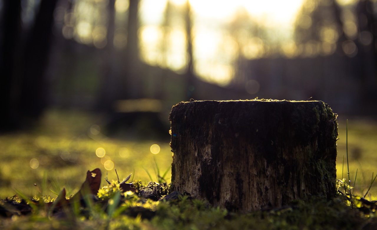 stump-933702_1280
