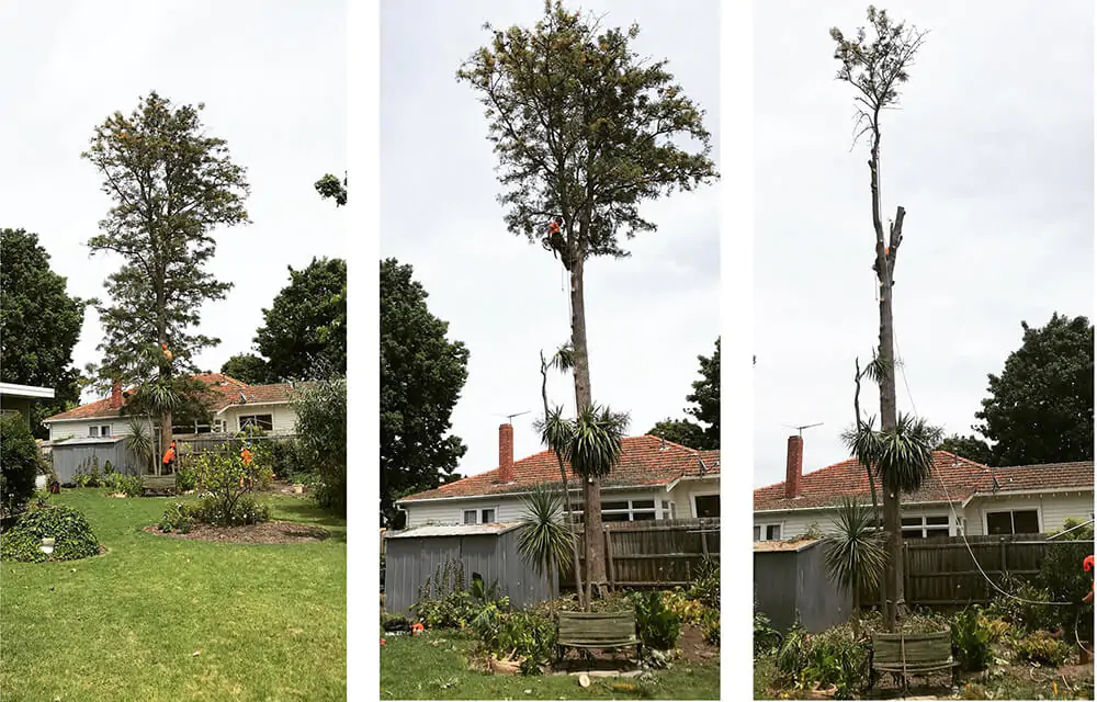 tree-lopping-removal-melbourne.jpg