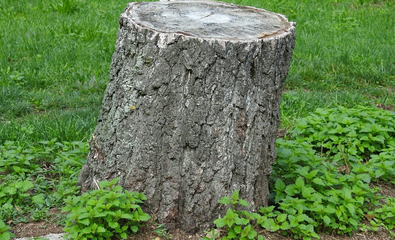 tree-trunk-2758436_1280